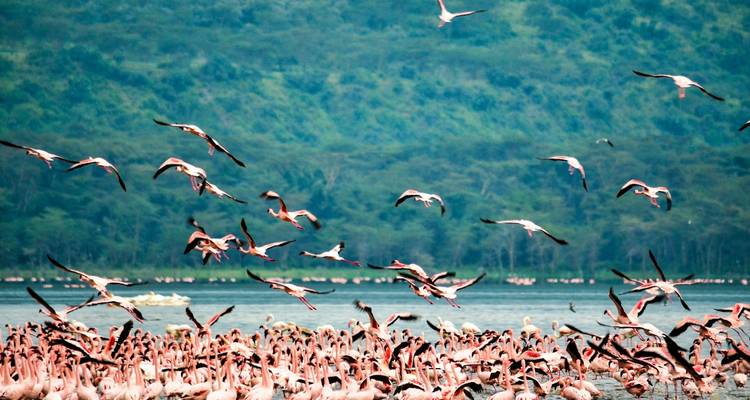 Hundreds of pink flamingos crowd the lake shallows while a flock takes flight against a forested backdrop.