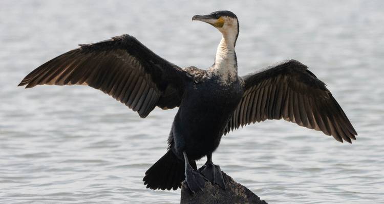 Large black cormorant stands on a rock, wings spread to dry above rippling lake water.