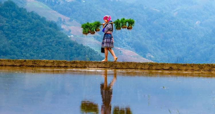 Colorfully dressed hill-tribe woman carrying bundles of green rice seedlings across a narrow embankment reflecting in a flooded terrace with misty mountains behind.