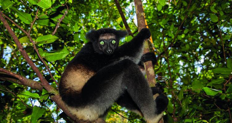 Bright-eyed indri lemur clings to a branch among dense green foliage.