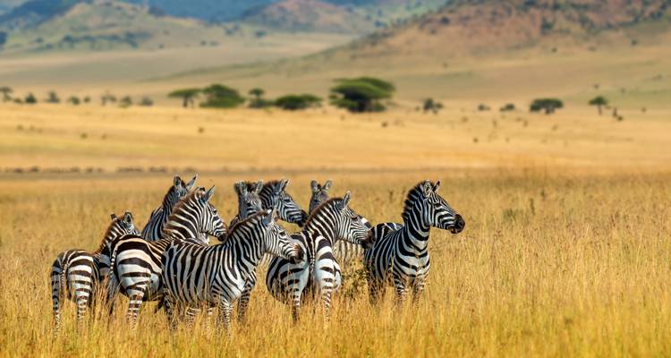 Un troupeau de zèbres se tenant dans les hautes herbes dorées d'une savane ouverte avec des collines lointaines et des acacias.