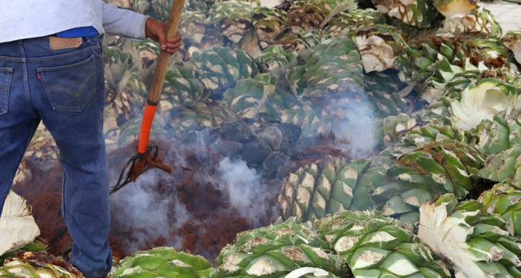 Arbeiter kümmert sich um die rauchende Grube mit gerösteten Agavenherzen während der traditionellen Mezcal-Herstellung.