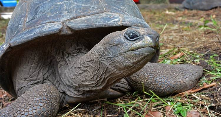 Close-up of a giant Aldabra tortoise resting on grassy ground.