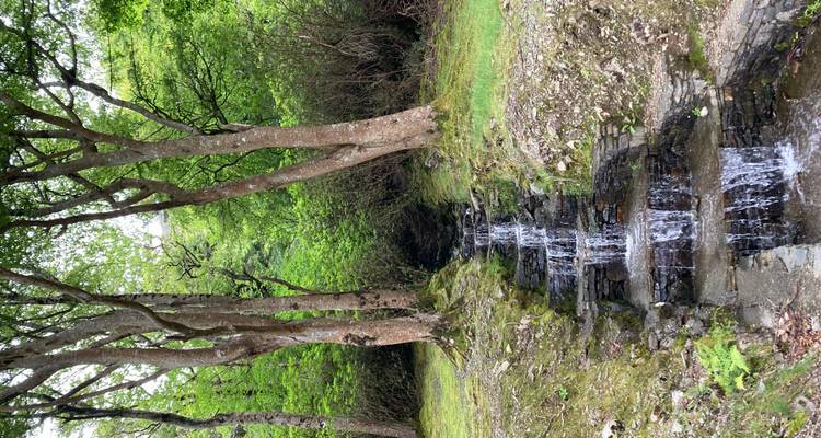 Small stepped forest stream cascading between mossy stones beneath tall leafy trees.