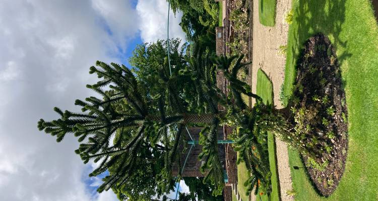 Unique spiky evergreen tree standing in a landscaped garden with trimmed lawns and shrubs.