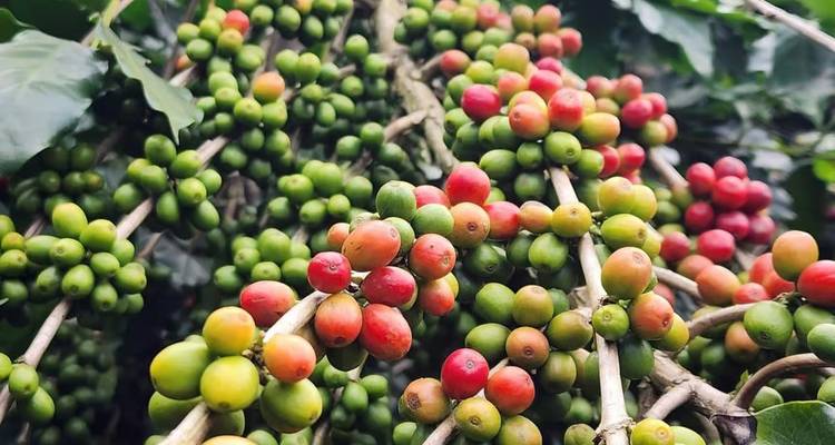 Close-up of coffee cherries in varying stages of ripeness on leafy branches.