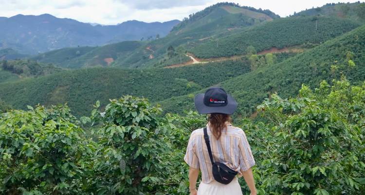 Woman overlooking vast green coffee hills and distant mountains under cloudy sky.