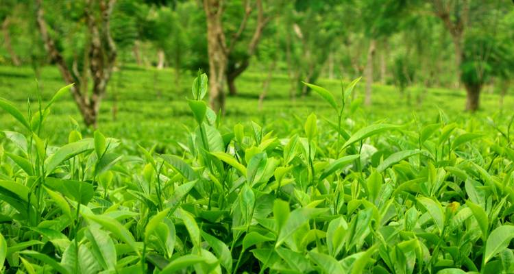 Close-up of bright green tea leaves growing in a lush plantation.