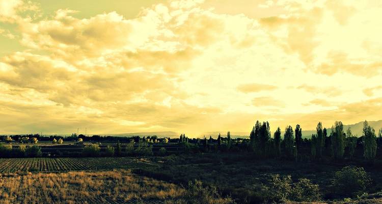 Golden sunset light over vineyards, poplar trees and distant Andes foothills near Mendoza.