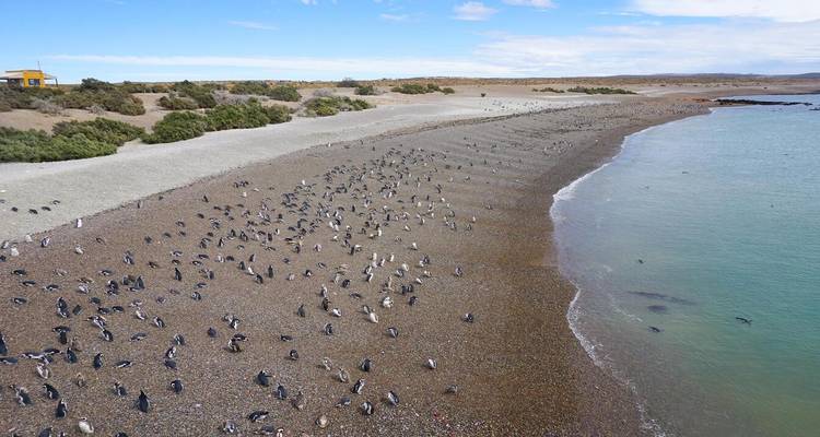 Pebble beach teeming with hundreds of penguins beside turquoise water.
