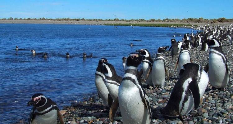 Close view of Magellanic penguins standing on a stony shoreline with blue sea.