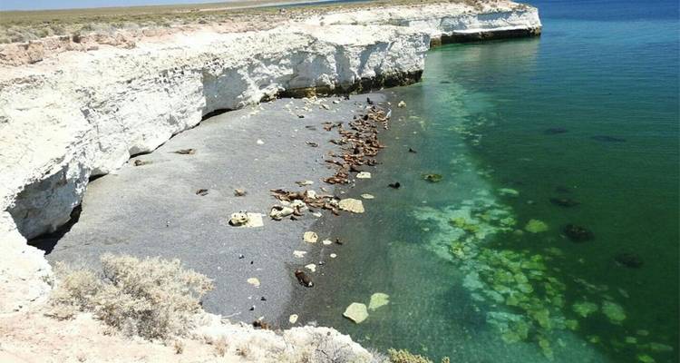 Cliff-lined cove with colony of sea lions resting on dark beach beside emerald water.