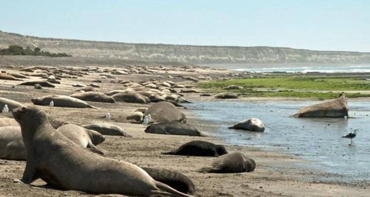 Numerous elephant seals spread across a sandy shoreline with low cliffs in background.