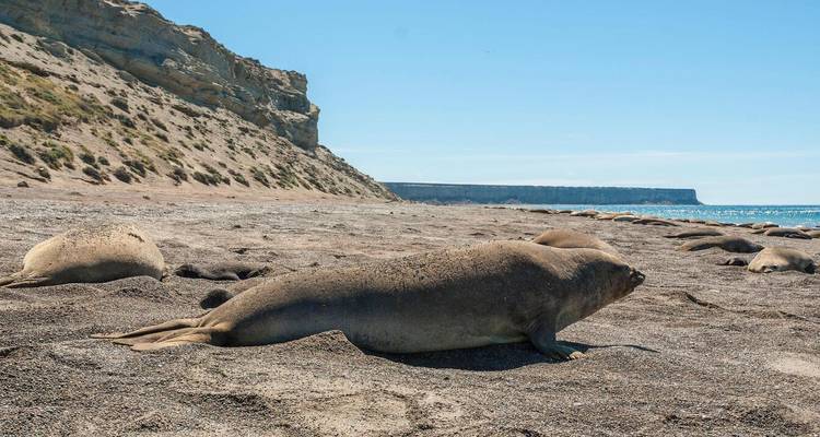 Elephant seal lies on wide sandy beach backed by eroded cliffs under blue sky.