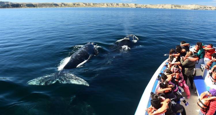 Tourists on a boat observe two southern right whales surfacing in calm sea.