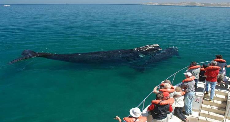Visitors lean over vessel rails watching two whales swimming beside the boat in clear water.