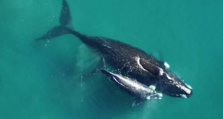 Aerial shot of a mother whale swimming with her calf in clear turquoise ocean.
