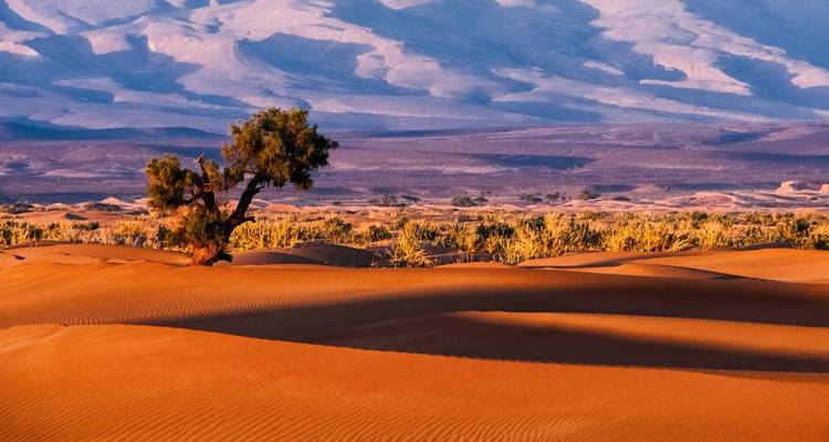 Serene desert landscape with a lone tree casting shadows on rippled orange sand and distant purple mountains.