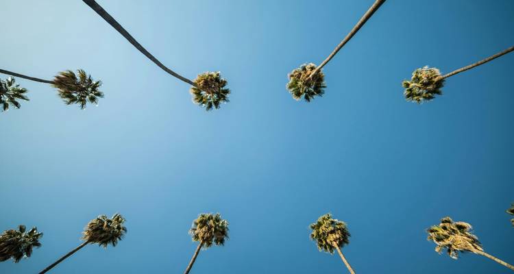 Upward perspective of tall slender palm trees forming a circle against a cloudless blue sky.