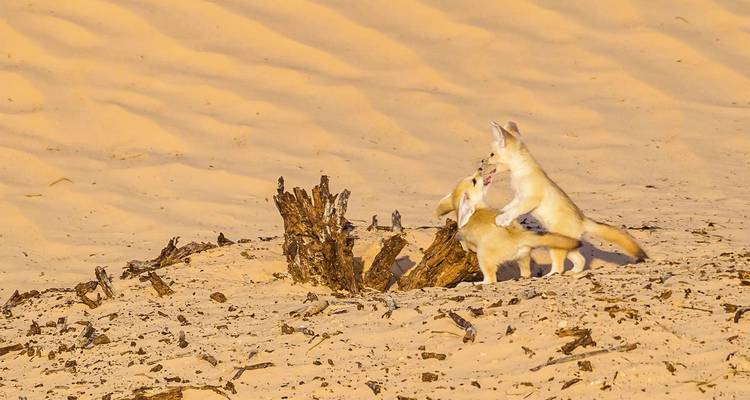 Two playful fennec foxes interact on golden desert sand near a dried tree stump.