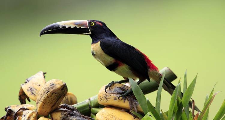 Toucan aracari coloré se tenant sur un tas de bananes mûres sur un fond vert doux.