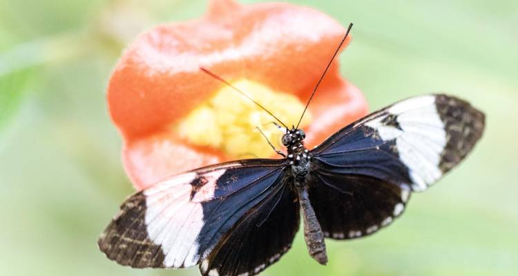 Nahaufnahme eines schwarz-weißen Schmetterlings, der an einer orangefarbenen Blüte vor einem sanften grünen Hintergrund fütternd zu sehen ist.
