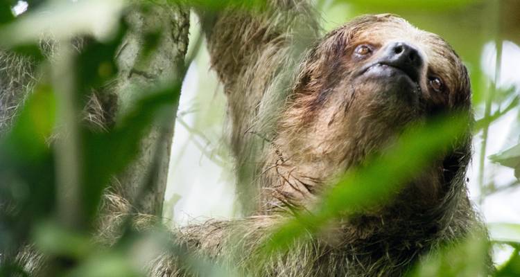 Seitenansicht eines Faultiers, das sich durch dichtes Regenwaldlaub bewegt.