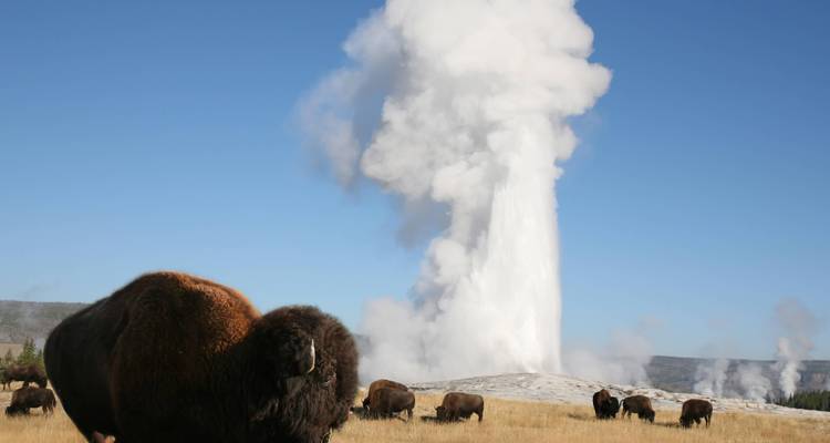 Un troupeau de bisons paît l'herbe sèche tandis qu'un geyser imposant fait eruption dans un ciel bleu dégagé.