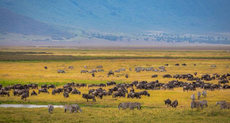 Large herds of wildebeest and zebras graze on a wide yellow-green savanna with distant blue hills under a clear sky.