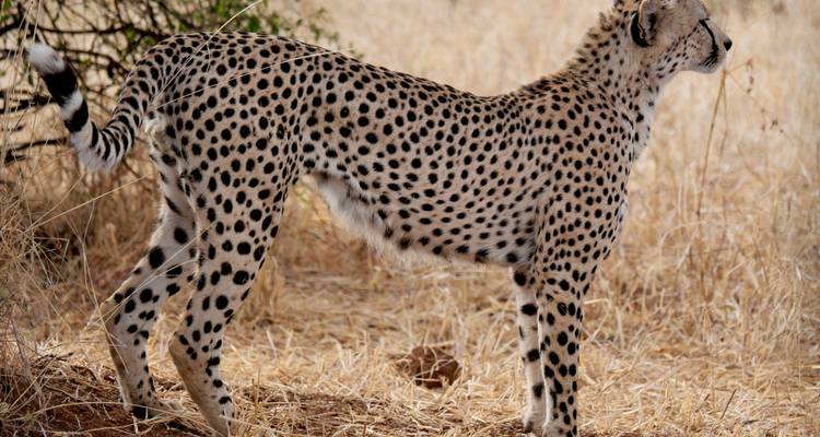 Cheetah with spotted coat stands alert among dry straw-colored grasses, tail curled slightly.