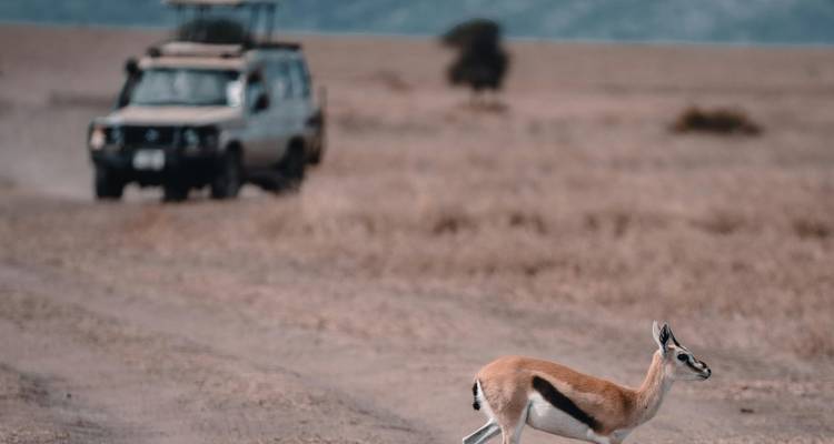 Graceful gazelle trots across dusty track while safari jeep looms softly in the distance.