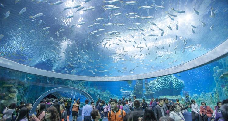Crowd inside a vast curved aquarium tunnel while schools of fish swim overhead in blue water.