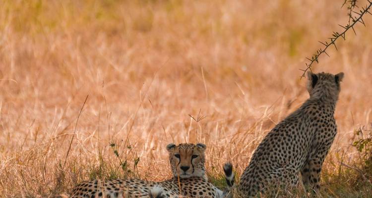Two cheetahs resting in tall golden grass on the savannah