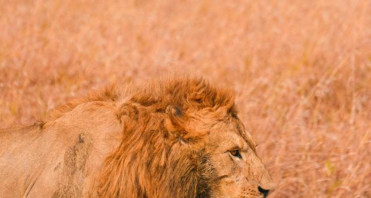 Side profile of a male lion with golden mane against dry grass backdrop