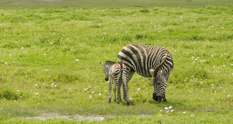 Mother zebra nuzzling her foal in a green meadow dotted with white flowers