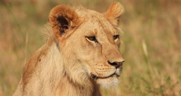 Portrait of a young lioness against softly blurred savannah background