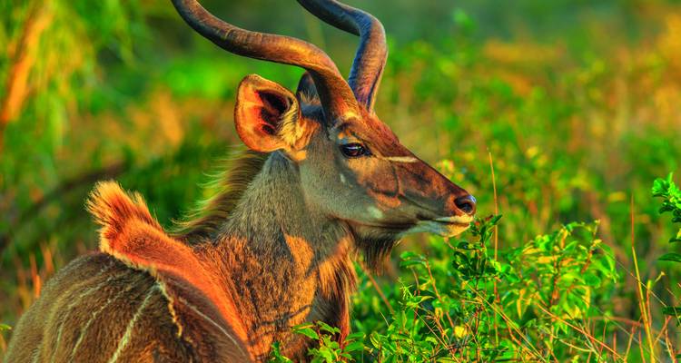 Porträt einer Kudu-Antilope mit anmutigen Spiralhörnern im goldenen Abendlicht.