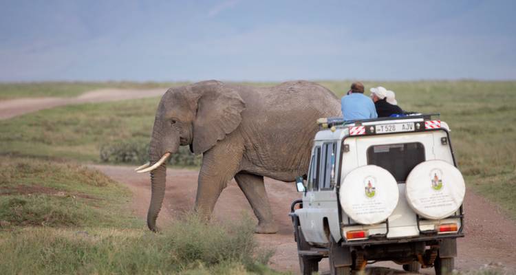 Un véhicule de safari s'arrête alors qu'un grand éléphant traverse la piste poussiéreuse dans une zone de prairie ouverte.