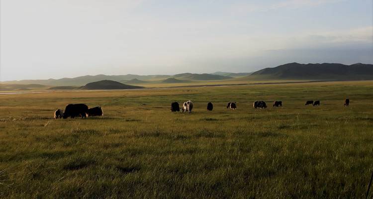 Herd of yaks grazing on a vast grassy steppe during a soft sunset