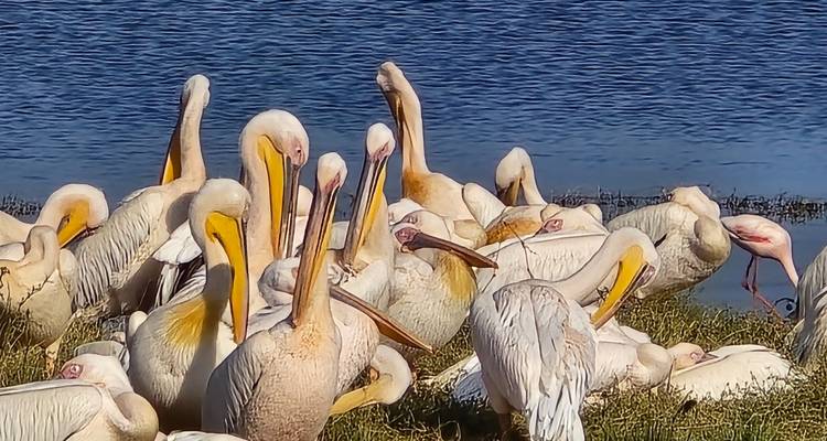 Flock of white pelicans resting and preening on the shore beside deep blue lake water