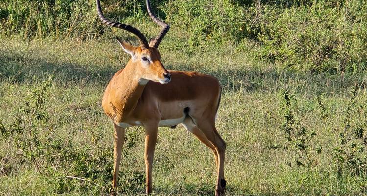 Graceful impala with curved horns standing alert in tall grass near bushland