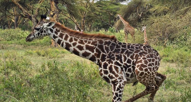 Close-up of a giraffe walking through a green acacia woodland in the savanna.