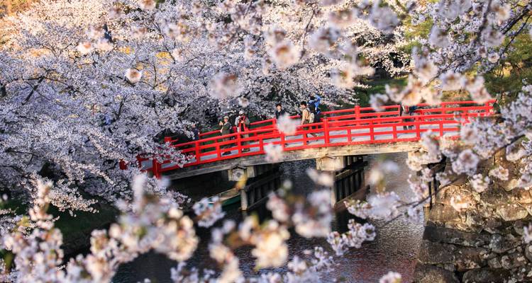 Puente de madera roja enmarcado por densos cerezos en plena floración sobre un tranquilo foso.