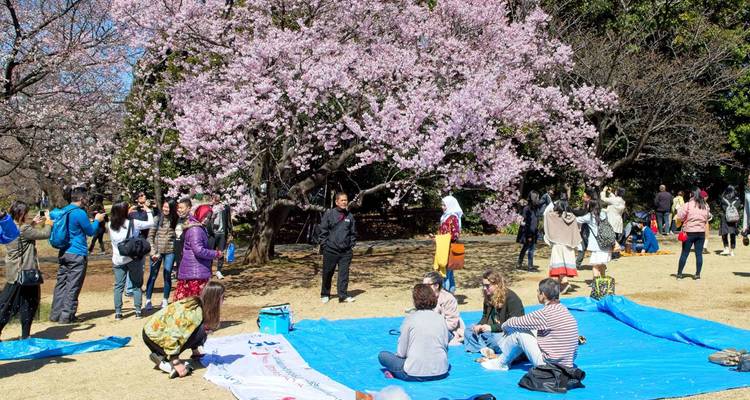 Locales y turistas disfrutando de un picnic de hanami bajo los árboles de cerezo en flor en lonas azules.