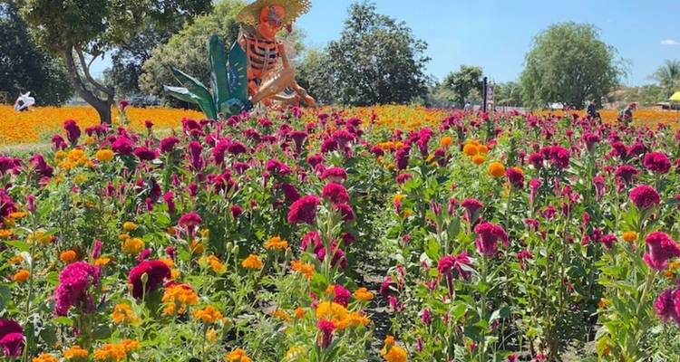 Campo de flores naranjas y magenta mezcladas con un divertido espantapájaros esqueleto de fondo.