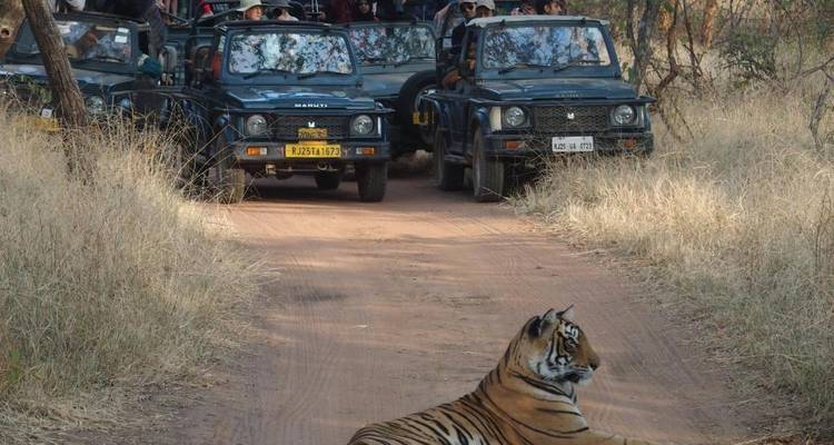 Bengal tiger lying on a safari track as multiple jeeps watch from a safe distance
