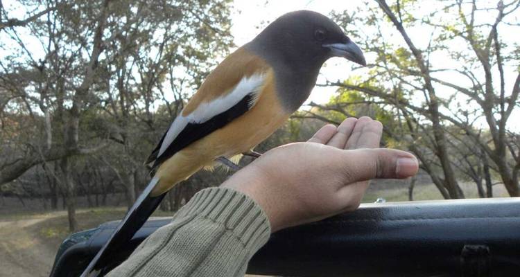 Wild bird perching on a tourist's hand during a safari drive