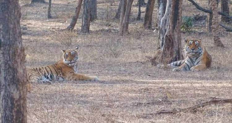 Two Bengal tigers resting in dry forest underbrush