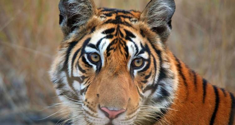 Close-up portrait of a Bengal tiger staring directly into the camera