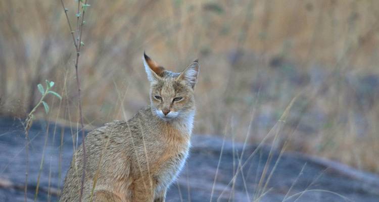 Wild caracal or jungle cat sitting alert among dry grasses